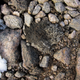 Preserved ancient moss collected from the margin of a retreating ice cap on Baffin Island.